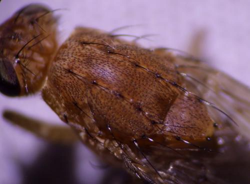 Suillia affinis